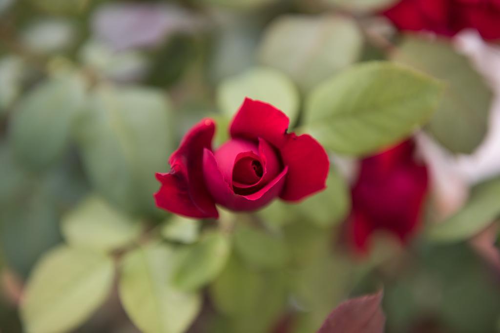 مبيت وإفطار Rosa Del Grappa المظهر الخارجي الصورة
